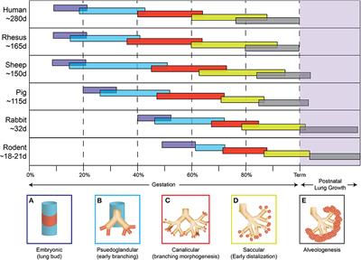 Pulmonary Consequences of Prenatal Inflammatory Exposures: Clinical Perspective and Review of Basic Immunological Mechanisms